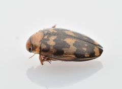 Laccophilus pictus ssp. insignis by iNaturalist user: threeagoutdoors. Used under a CC BY 4.0 license.