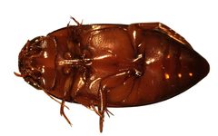 Matus bicarinatus 2 by Fredlyfish4. Used under a CC BY-SA 4.0 license.