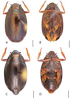 Dineutus assimilis by Grey T. Gustafson and Kelly B. Miller. Used under a CC BY-SA 4.0 license.