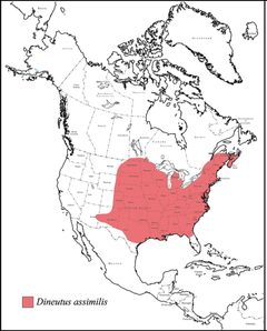 Dineutus assimilis range map by Grey T. Gustafson, Kelly B. Miller. Used under a CC BY-SA 4.0 license.
