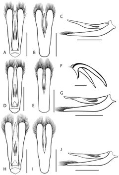 Dineutus carolinus 2 by Grey T. Gustafson and Kelly B. Miller. Used under a CC BY-SA 4.0 license.