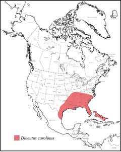 Dineutus carolinus range map by Grey T. Gustafson, Kelly B. Miller. Used under a CC BY-SA 4.0 license.