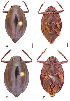 Dineutus ciliatus by Grey T. Gustafson and Kelly B. Miller. Used under a CC BY-SA 4.0 license.