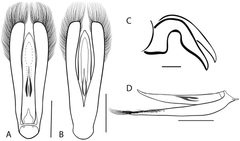 Dineutus ciliatus 2 by Grey T. Gustafson and Kelly B. Miller. Used under a CC BY-SA 4.0 license.