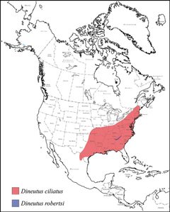 Dineutus ciliatus and Dineutus robertsi range map by Grey T. Gustafson, Kelly B. Miller. Used under a CC BY-SA 4.0 license.
