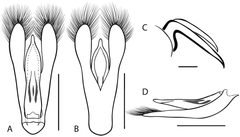 Dineutus emarginatus 2 by Grey T. Gustafson and Kelly B. Miller. Used under a CC BY-SA 4.0 license.