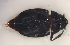 Dineutus emarginatus UMFS 2 by Fredlyfish4. Used under a CC BY-SA 4.0 license.