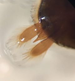 Dineutus emarginatus UMFS 3 by Fredlyfish4. Used under a CC BY-SA 4.0 license.