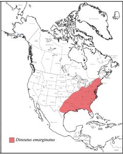 Dineutus emarginatus range map by Grey T. Gustafson, Kelly B. Miller. Used under a CC BY-SA 4.0 license.