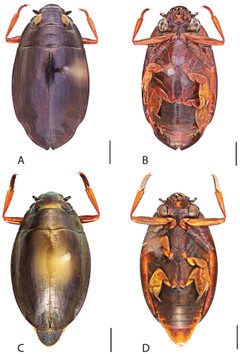 Dineutus hornii by Grey T. Gustafson and Kelly B. Miller. Used under a CC BY-SA 4.0 license.