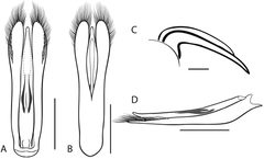 Dineutus hornii 2 by Grey T. Gustafson and Kelly B. Miller. Used under a CC BY-SA 4.0 license.