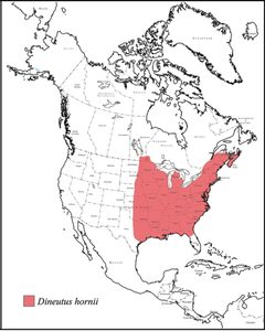 Dineutus hornii range map by Grey T. Gustafson, Kelly B. Miller. Used under a CC BY-SA 4.0 license.