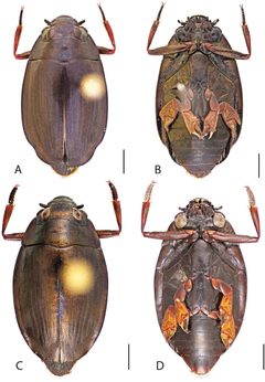 Dineutus nigrior by Grey T. Gustafson, Kelly B. Miller. Used under a CC BY-SA 4.0 license.