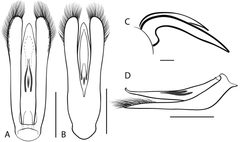 Dineutus nigrior 2 by Grey T. Gustafson, Kelly B. Miller. Used under a CC BY-SA 4.0 license.