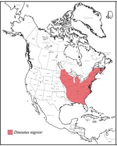 Dineutus nigrior range map by Grey T. Gustafson, Kelly B. Miller. Used under a CC BY-SA 4.0 license.
