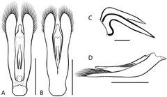 Dineutus productus 2 by Grey T. Gustafson, Kelly B. Miller. Used under a CC BY-SA 4.0 license.