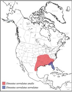 Dineutus serrulatus range map by Grey T. Gustafson, Kelly B. Miller. Used under a CC BY-SA 4.0 license.