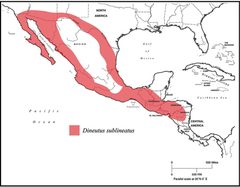 Dineutus sublineatus range map by Grey T. Gustafson, Kelly B. Miller. Used under a CC BY-SA 4.0 license.