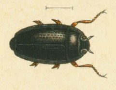 Gyrinus minutus by Edmund Reitter
. Used under a Public domain license.