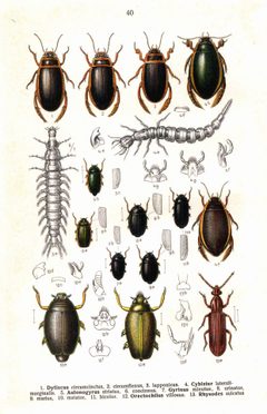 Reitter Dytiscus u.a. 2 by Edmund Reitter
. Used under a Public domain license.