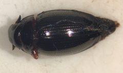 Gyrinus woodruffi 1 by Fredlyfish4. Used under a CC BY-SA 4.0 license.