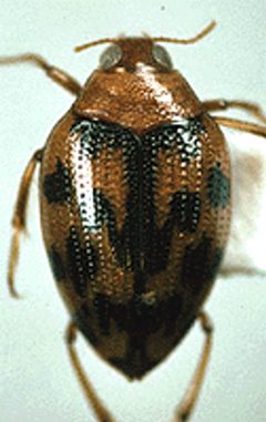 Haliplus fasciatus by David R. Madison. Used under a CC BY 3.0 license.