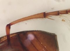 Haliplus fasciatus 3 by Fredlyfish4. Used under a CC BY-SA 4.0 license.