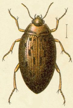 Haliplus fulvus by Edmund Reitter
. Used under a Public domain license.