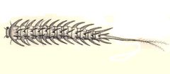 Haliplus fulvus larva by Haliplus_u.a.jpg: 
.mw-parser-output .commons-creator-table{background-color:#f0f0ff;box-sizing:border-box;font-size:95%;text-align:start;color:inherit}.mw-parser-output .commons-creator-table>tbody>tr{vertical-align:top}.mw-parser-output .commons-creator-table>tbody>tr>th{background-color:var(--background-color-neutral,#e0e0ee);font-weight:bold;text-align:start;color:inherit}@media(max-width:719px){.mw-parser-output .commons-creator-table,.mw-parser-output .commons-creator-table>tbody{display:block;width:100%}.mw-parser-output .commons-creator-table>tbody{border-right:1px solid var(--border-color-base,#aaa);border-bottom:1px solid var(--border-color-base,#aaa)}.mw-parser-output .commons-creator-table>tbody>tr{border-top:1px solid var(--border-color-base,#aaa);display:flex;flex-wrap:wrap}.mw-parser-output .commons-creator-table>tbody>tr>th{border-left:1px solid var(--border-color-base,#aaa);padding:2px;flex:1 1 100%}.mw-parser-output .commons-creator-table>tbody>tr>td{border-left:1px solid var(--border-color-base,#aaa);padding:2px;flex:1 1}}@media(min-width:720px){.mw-parser-output .commons-creator-table{border:1px solid var(--border-color-base,#aaa);border-collapse:collapse;border-spacing:0;padding:5px}.mw-parser-output .commons-creator-table>tbody>tr>th,.mw-parser-output .commons-creator-table>tbody>tr>td{border:1px solid var(--border-color-base,#aaa);padding:2px}.mw-parser-output .commons-creator-table>tbody>tr>.halfwidth{max-width:10em}.mw-parser-output .commons-creator-table>tbody>tr>.fullwidth{max-width:20em}}@media screen{html.skin-theme-clientpref-night .mw-parser-output .commons-creator-table{background-color:#0c0b19}}@media screen and (prefers-color-scheme:dark){html.skin-theme-clientpref-os .mw-parser-output .commons-creator-table{background-color:#0c0b19}}


Edmund Reitter
 (1845–1920)    





Alternative names

Reitter; E. Reitter

Description
German entomologist, journalist, shopkeeper, insect dealer, bookseller and coleopterist

Date of birth/death

22 October 1845 
15 March 1920 

Location of birth/death

Mohelnice
Paskov

Work location

Vienna, Berlin

Authority file

: Q79164
VIAF: 3250739
ISNI: 000000011737818X
LCCN: no2003041471
Open Library: OL5702170A
GND: 117522244
WorldCat



creator QS:P170,Q79164
derivative work: B kimmel (talk). Used under a Public domain license.