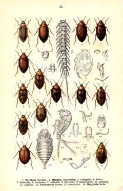 Haliplus u.a by Edmund Reitter
. Used under a Public domain license.