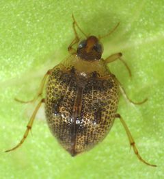 Peltodytes callosus by David R. Madison. Used under a CC BY 3.0 license.