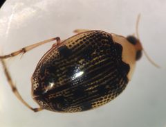 Peltodytes dietrichi 1 by Fredlyfish4. Used under a CC BY-SA 4.0 license.
