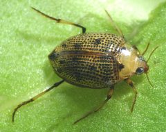 Peltodytes dispersus by David R. Madison. Used under a CC BY 3.0 license.