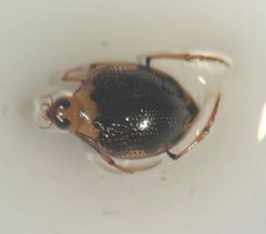 Peltodytes dunavani - inat 194055657 by {{{name}}}. Used under a CC BY 4.0 license.