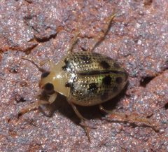 Peltodytes litoralis P1020095a by 
xpda. Used under a CC BY-SA 4.0 license.