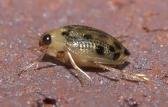 Peltodytes litoralis P1020096a by 
xpda. Used under a CC BY-SA 4.0 license.