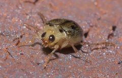 Peltodytes litoralis P1020097a by 
xpda. Used under a CC BY-SA 4.0 license.