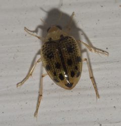 Peltodytes litoralis P1020408a by 
xpda. Used under a CC BY-SA 4.0 license.