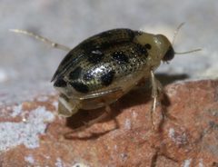 Peltodytes litoralis P1660438a by 
xpda. Used under a CC BY-SA 4.0 license.