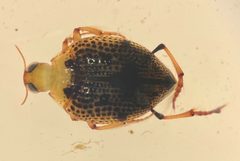 Peltodytes muticus - inat 214752347 by {{{name}}}. Used under a CC BY 4.0 license.