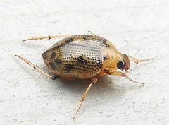 Peltodytes sexmaculatus by iNaturalist user: jimeckert49. Used under a CC BY 4.0 license.
