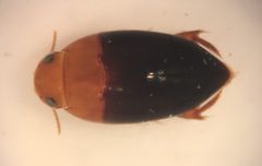 Hydrocanthus atripennis UMFS by Fredlyfish4. Used under a CC BY-SA 4.0 license.