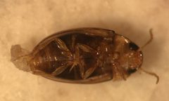 Notomicrus sharpi 2 by Fredlyfish4. Used under a CC BY-SA 4.0 license.