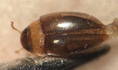 Notomicrus sharpi 3 by Fredlyfish4. Used under a CC BY-SA 4.0 license.
