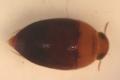 Suphisellus bicolor by Fredlyfish4. Used under a CC BY-SA 4.0 license.