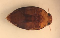 Suphisellus bicolor UMFS 2 by Fredlyfish4. Used under a CC BY-SA 4.0 license.