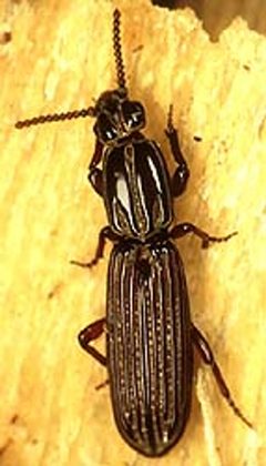 Clinidium baldufi01 by David R. Maddison. Used under a CC BY 3.0 license.