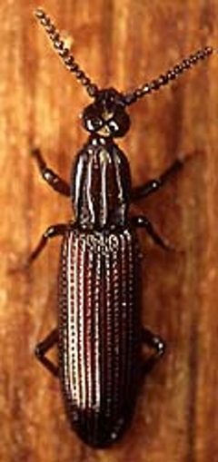 Omoglymmius hamatus01 by David R. Maddison. Used under a CC BY 3.0 license.