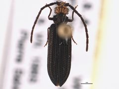 Cupes capitatus 1 by CBG Photography Group, Centre for Biodiversity Genomics. Used under a CC BY 3.0 license.