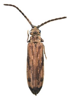 Tenomerga cinerea by David R. Maddison. Used under a CC BY 3.0 license.
